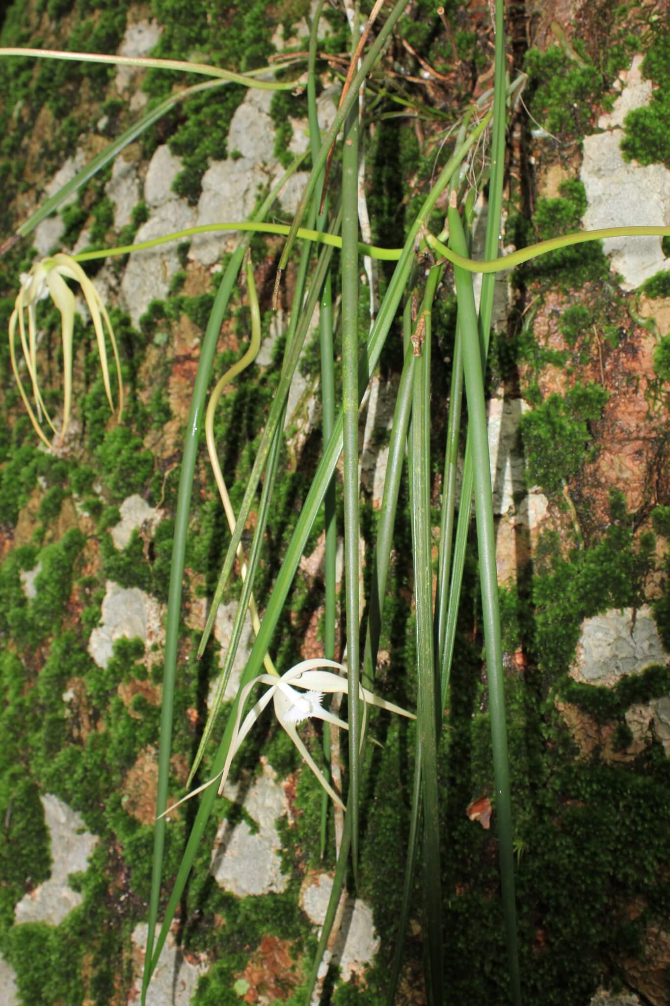 Brassavola cucullata